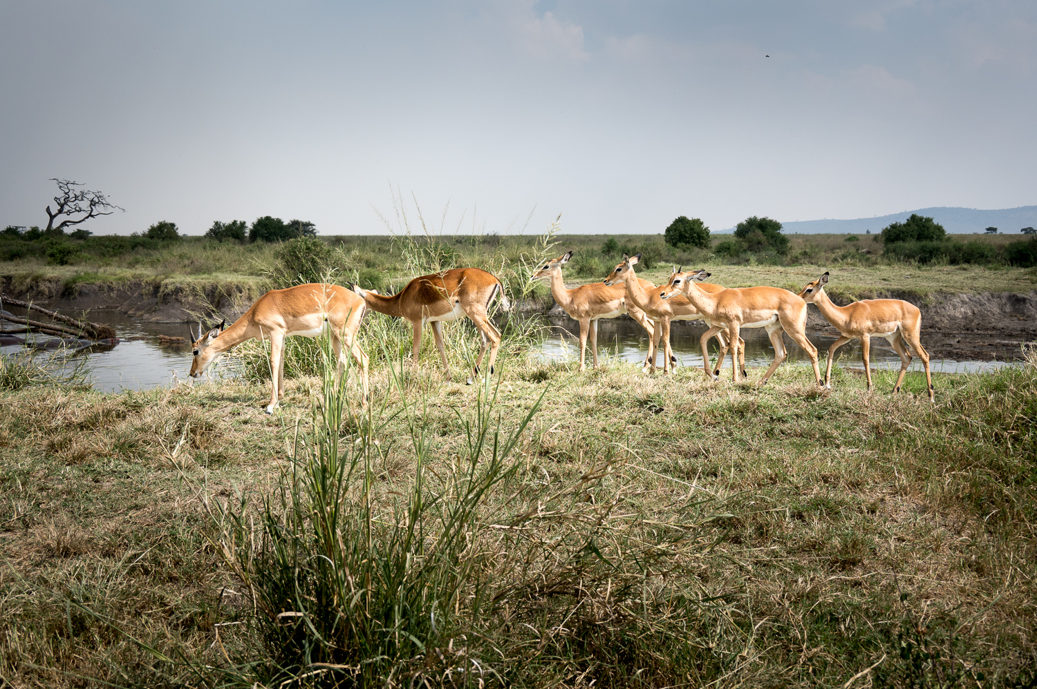 Tanzanie - Parc National du Serengeti