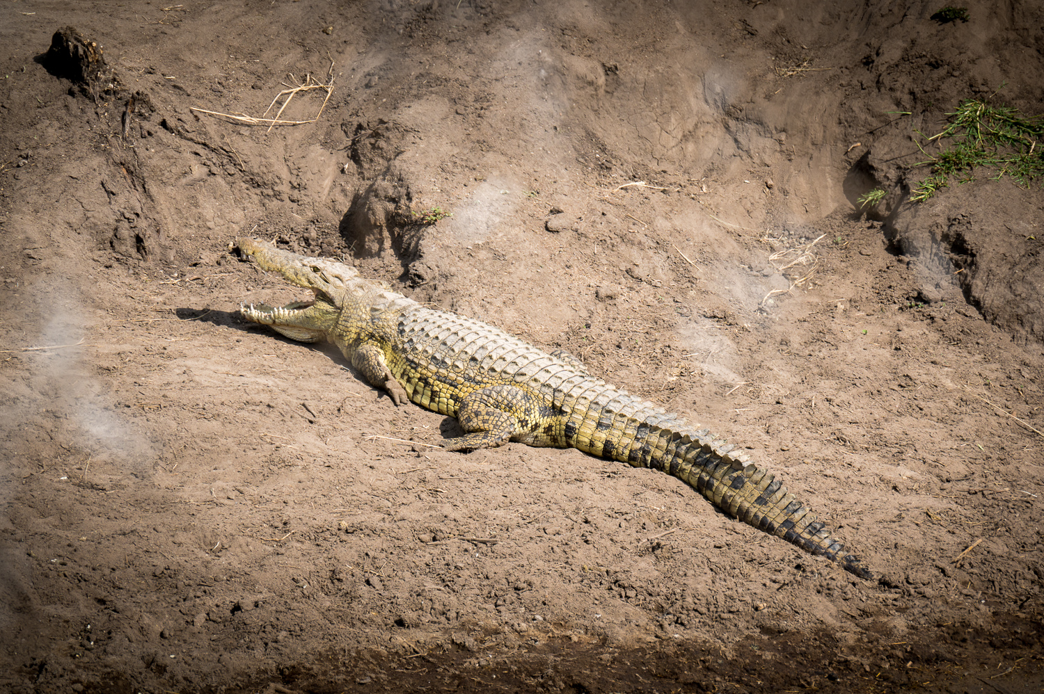 Tanzanie - Parc National du Serengeti