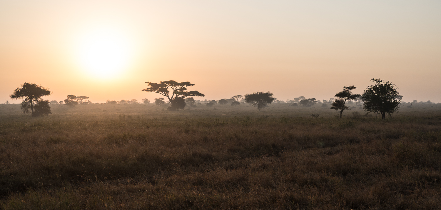 Tanzanie - Parc National du Serengeti