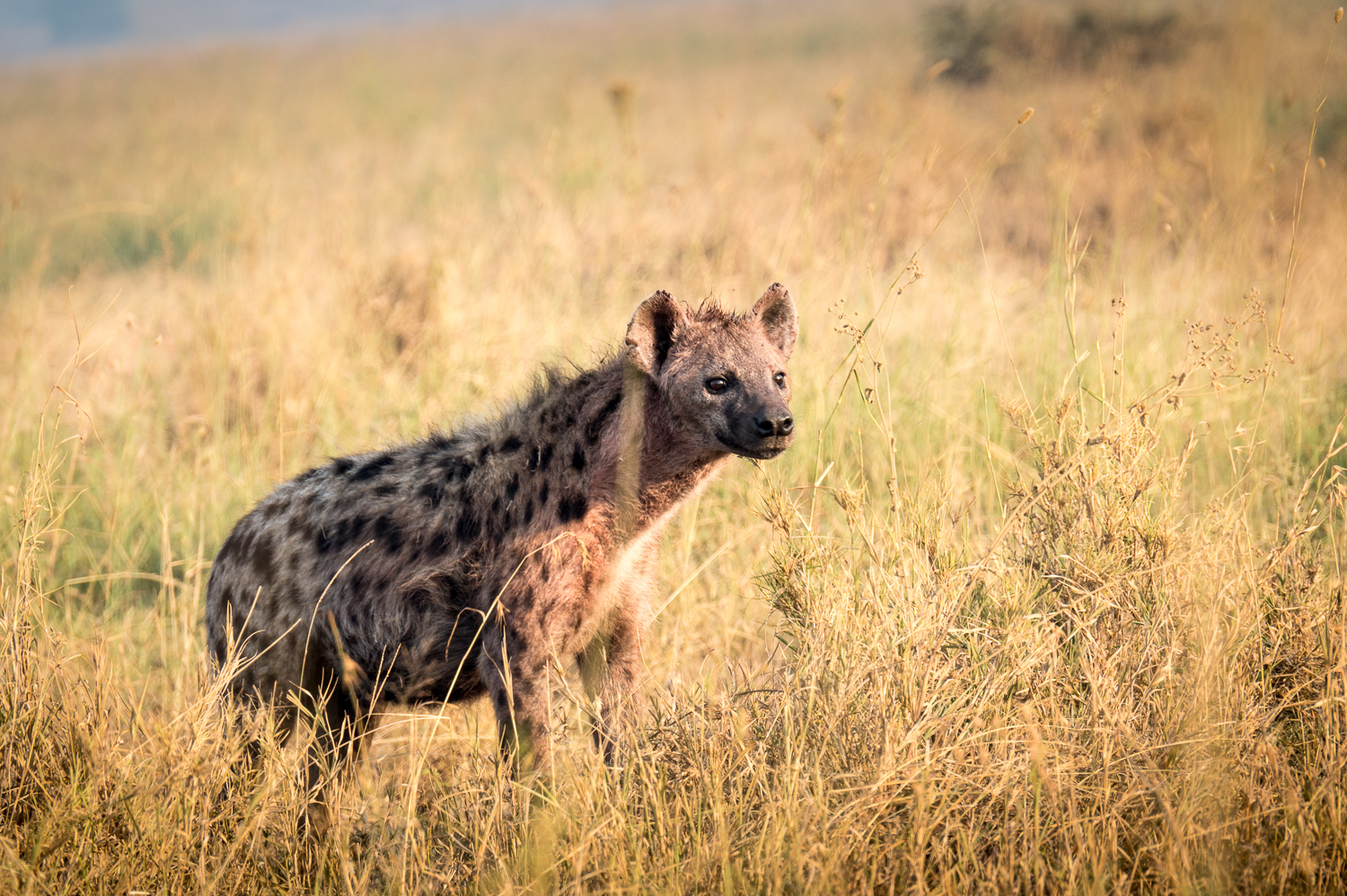 Tanzanie - Parc National du Serengeti