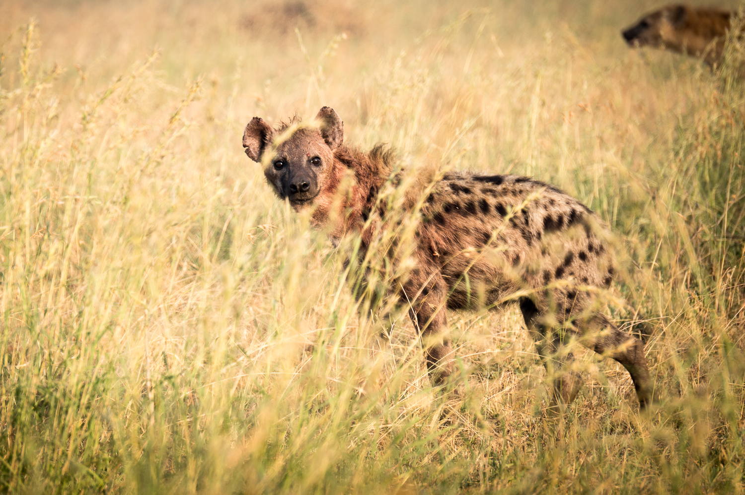 Tanzanie - Parc National du Serengeti