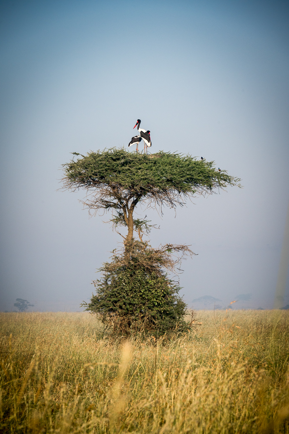 Tanzanie - Parc National du Serengeti