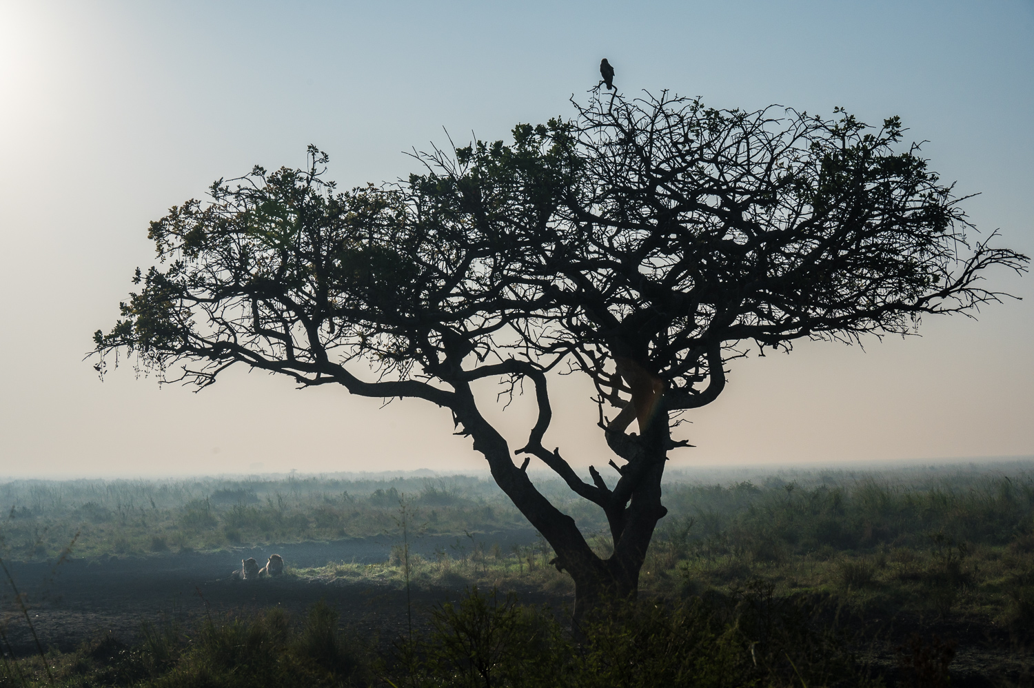 Tanzanie - Parc National du Serengeti