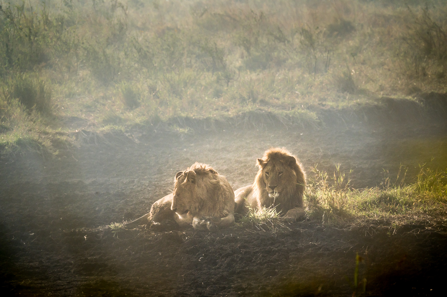 Tanzanie - Parc National du Serengeti