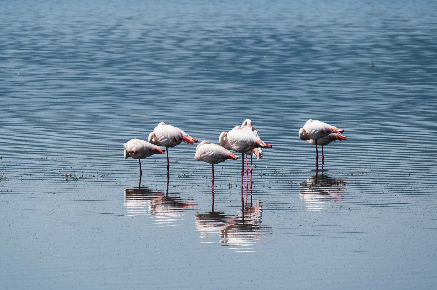 Tanzanie - Parc du Ngorongoro