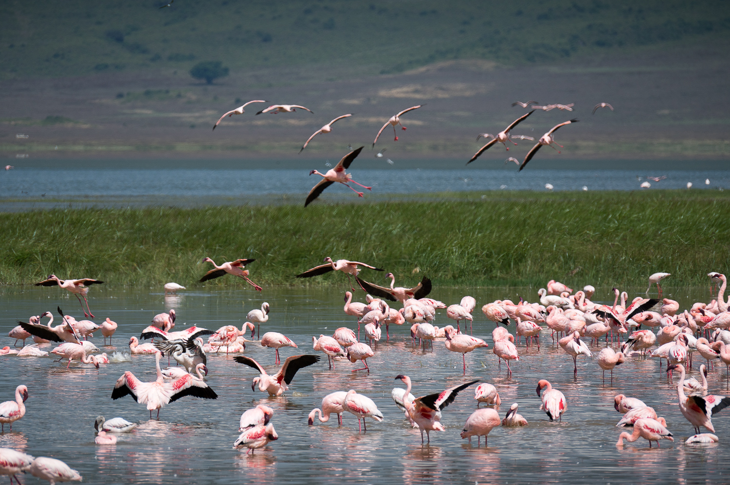 Tanzanie - Parc du Ngorongoro