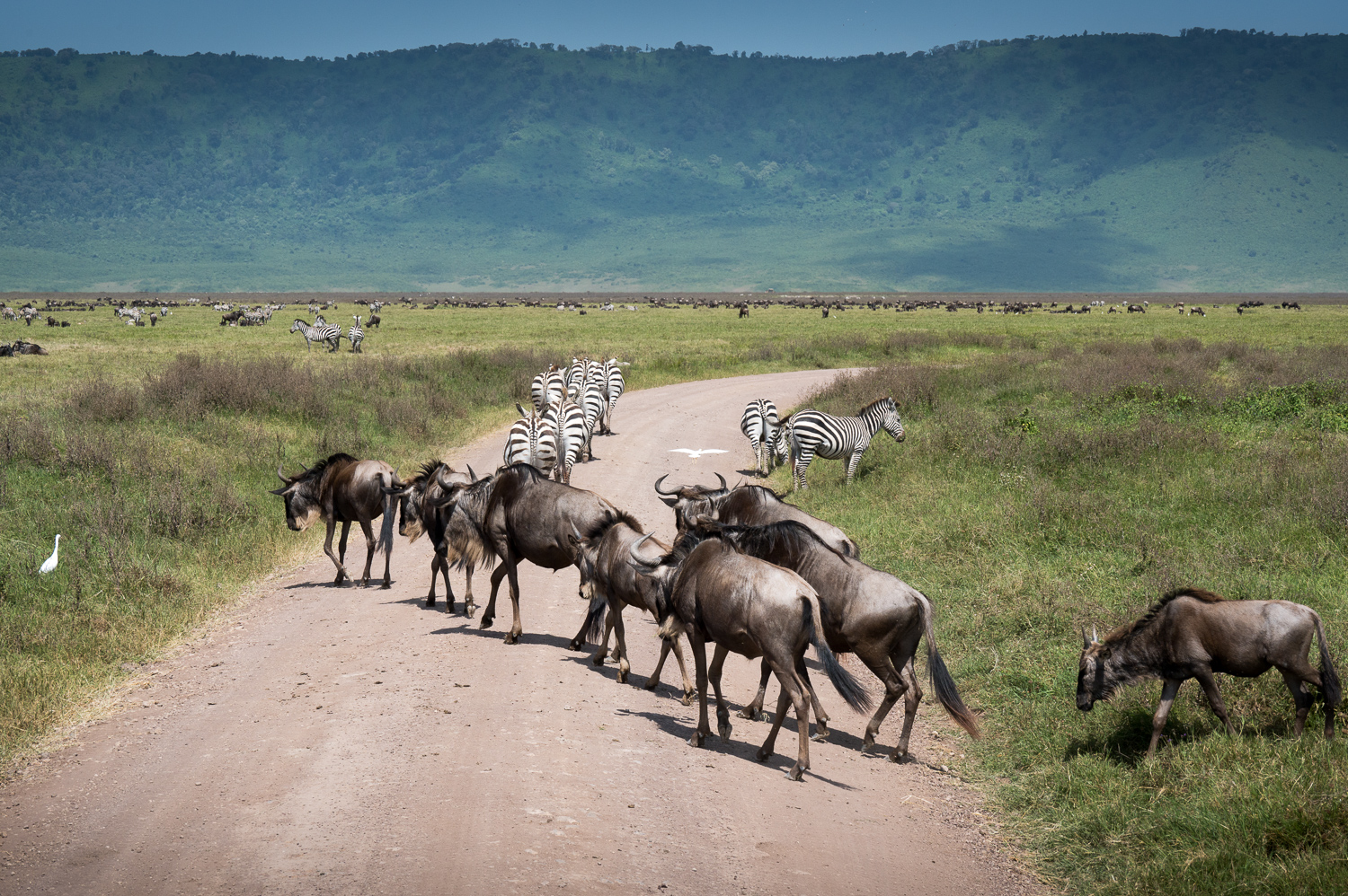 Tanzanie - Parc du Ngorongoro