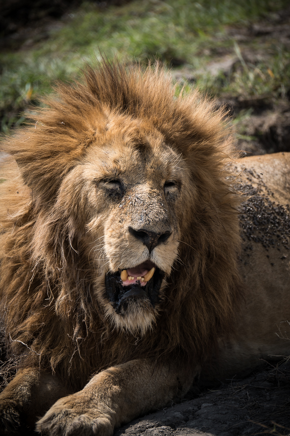 Tanzanie - Parc du Ngorongoro