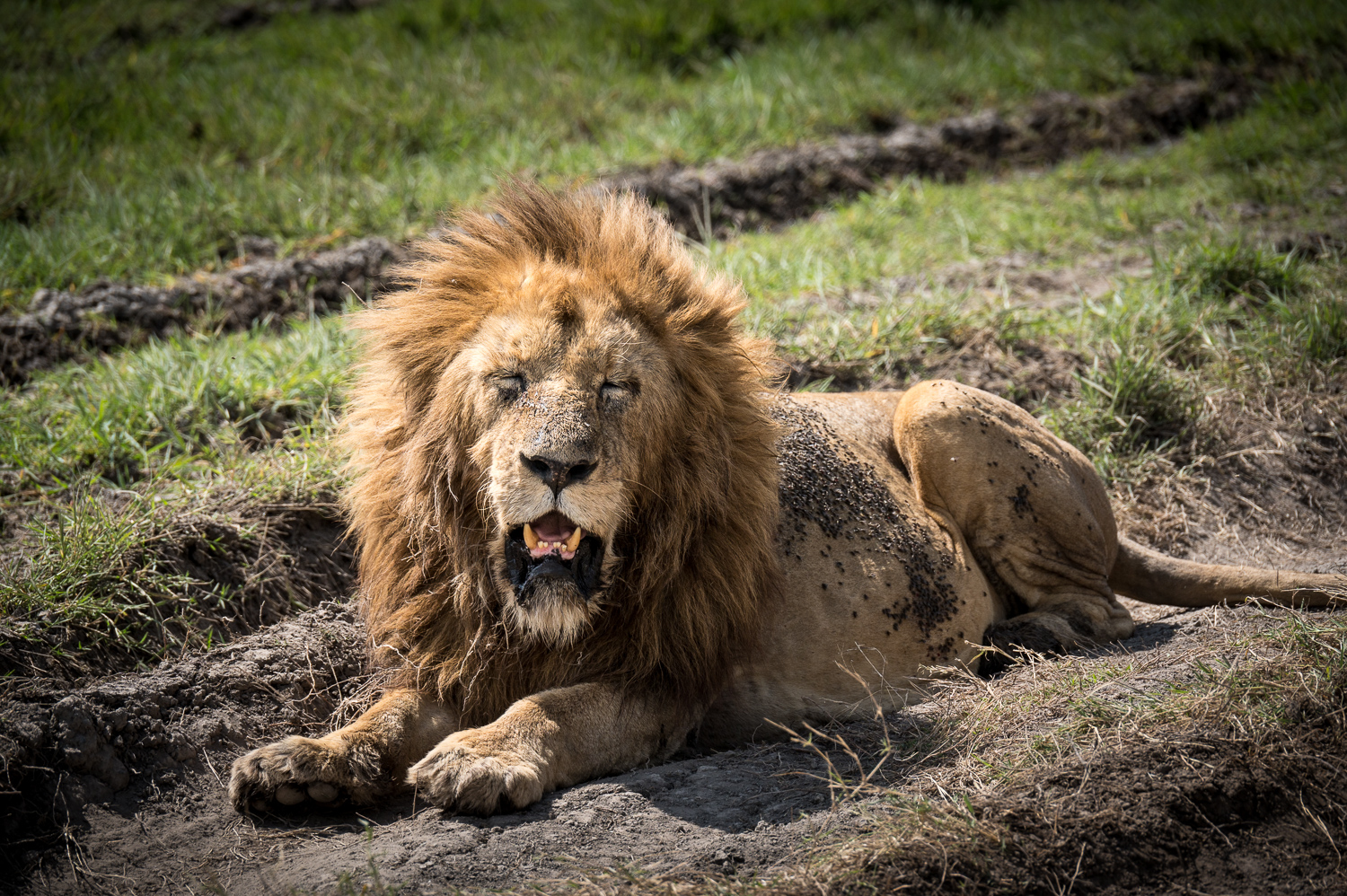 Tanzanie - Parc du Ngorongoro