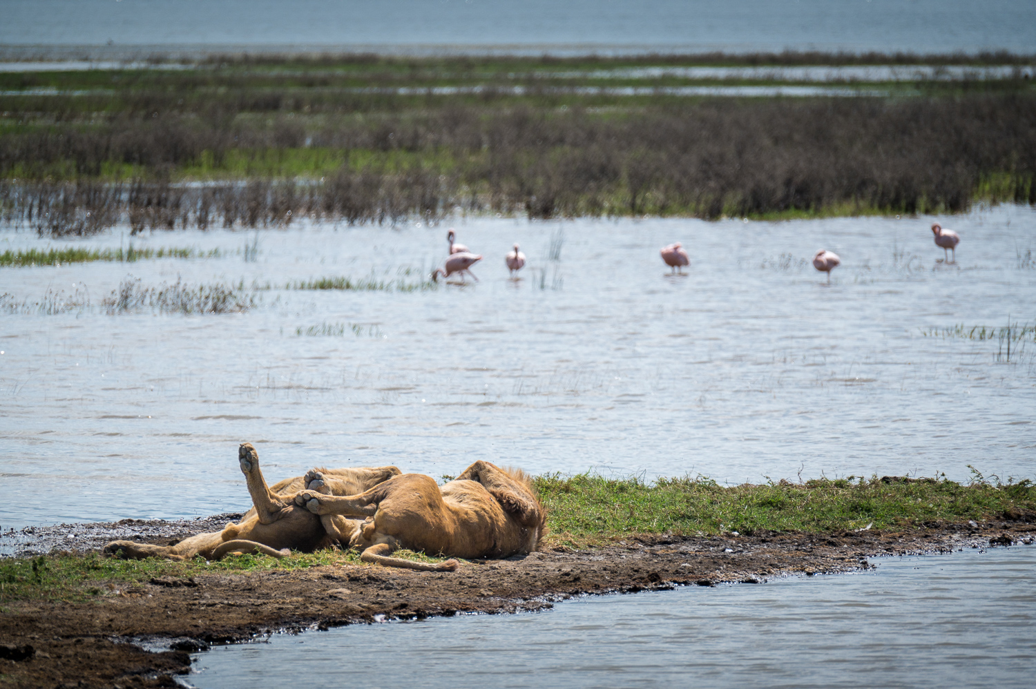 Tanzanie - Parc du Ngorongoro