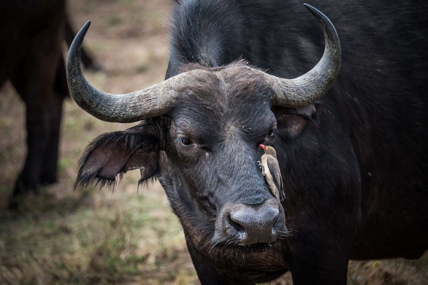 Tanzanie - Parc National de Tarangire