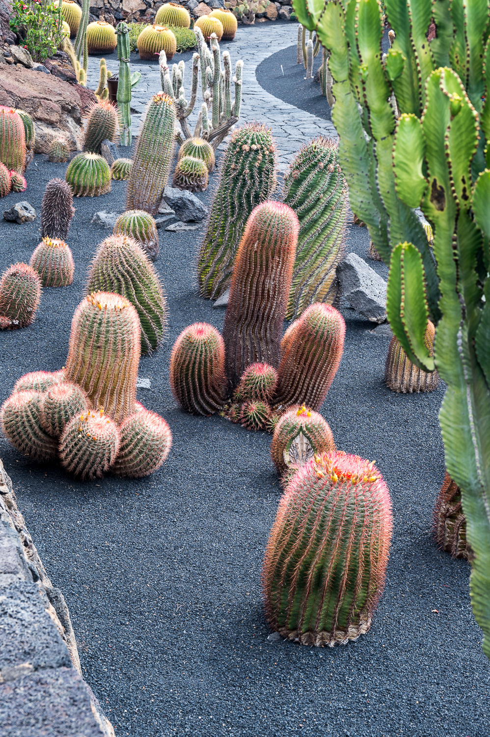 Jardin de Cactus