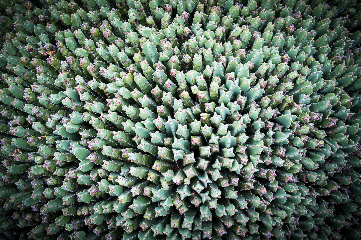 Jardin de Cactus
