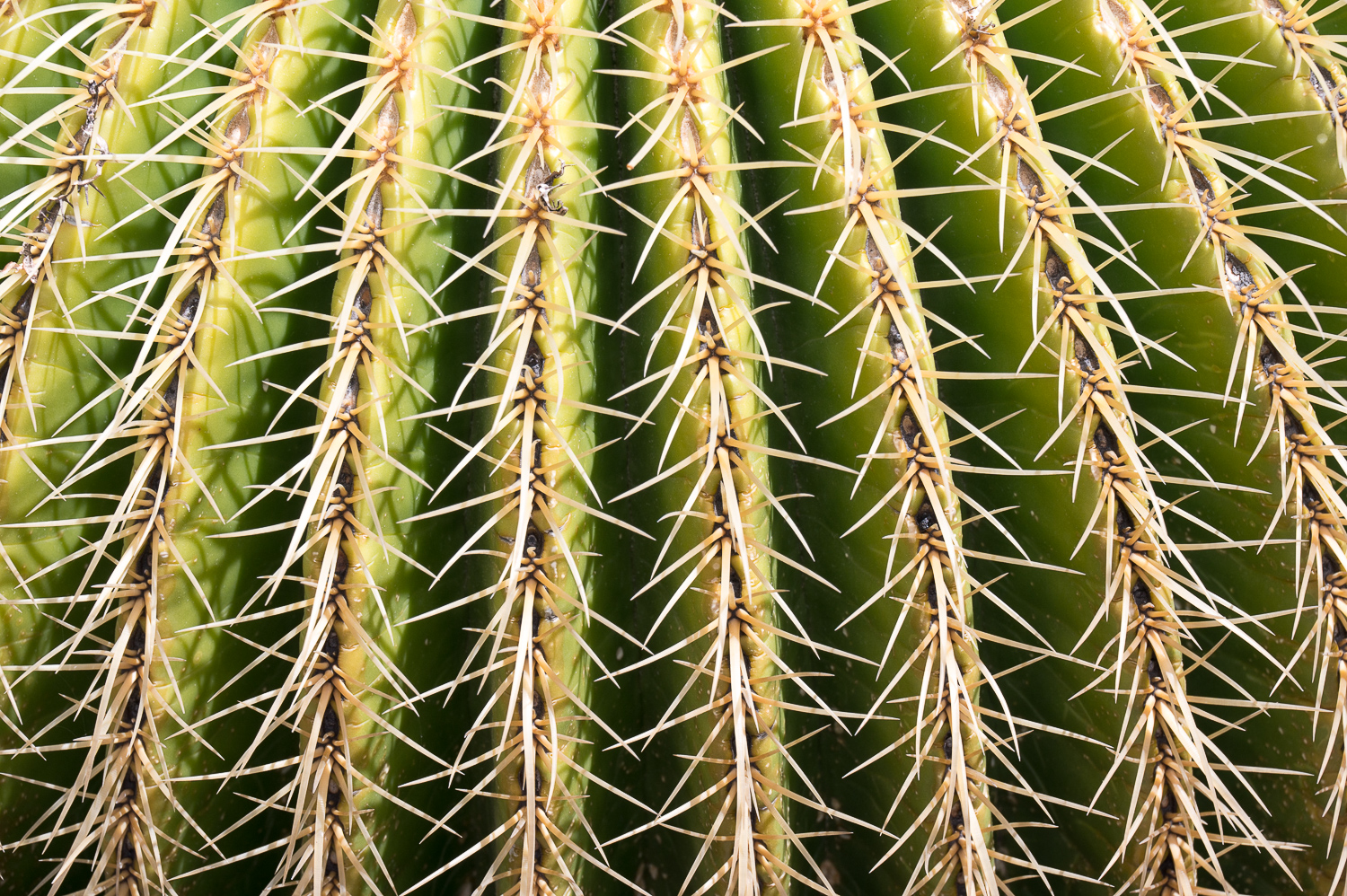 Jardin de Cactus